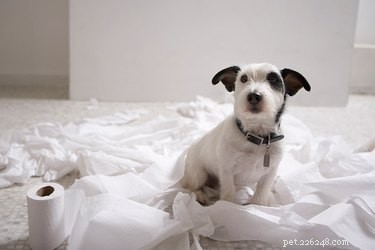Dogs That Require Supervision: Understanding Their Unique Needs