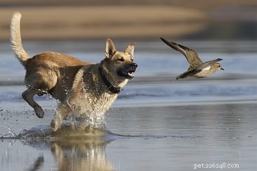 Do All Dogs Chase Birds? Understanding the Prey Drive Behind Their Instincts