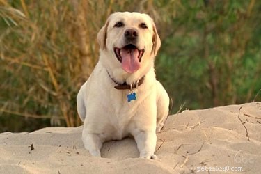 Top TV Dogs That Captivated Audiences