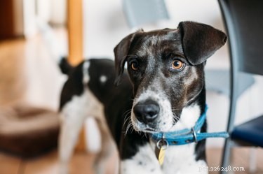 When Do Male Dogs Reach Sexual Maturity? Key Timing & Why Neutering Matters