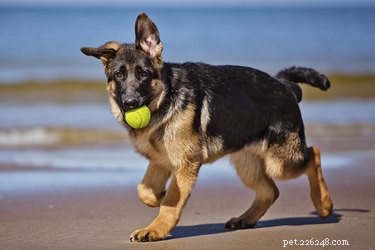 When Do Male Dogs Reach Sexual Maturity? Key Timing & Why Neutering Matters