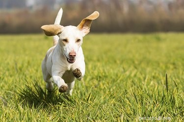 Managing Intact Adolescent Male Dogs: Understanding Hormonal Behavior