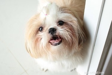 Low‑Maintenance Small Dogs: The Perfect Companion for Any Lifestyle