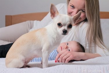 Managing Your Dog’s Growl at a Newborn: A Safe Introduction Guide