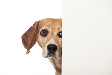 Stop Your Dog from Chewing Holes in the Wall: Effective Training Tips