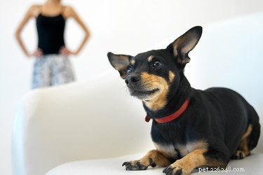 Why Does My Male Dog Pee Indoors and Mark Other Dogs? Causes & Solutions