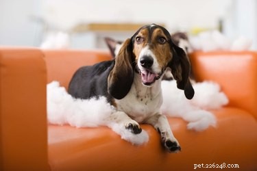 Prevent Your Dog from Destroying Your Couch: Proven Tips