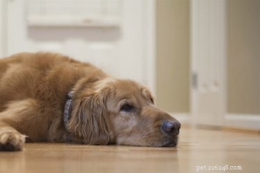 Stop Your Dog Chewing Baseboards: Proven Solutions & Tips