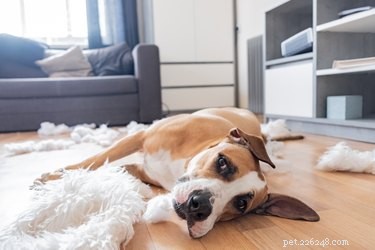 Stop Your Dog Chewing Baseboards: Proven Solutions & Tips