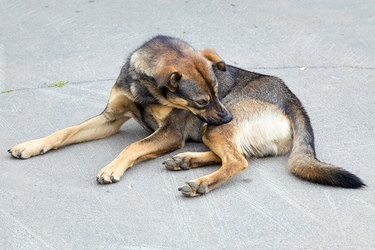 Flea Bites in Dogs: Spotting Complications & Safeguarding Your Pet s Health