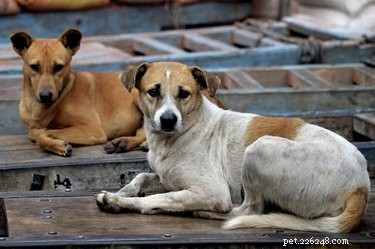 Understanding Stray Dog Behavior: Signs, Risks, and Safe Approaches