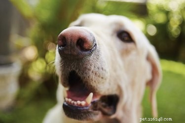 Why Does My Male Dog Keep Sniffing Other Male Dogs?