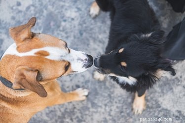 Why Does My Male Dog Keep Sniffing Other Male Dogs?