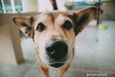 Are Animals Hurt When Their Whiskers Are Trimmed? Expert Insights