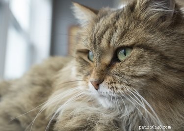 Are Animals Hurt When Their Whiskers Are Trimmed? Expert Insights