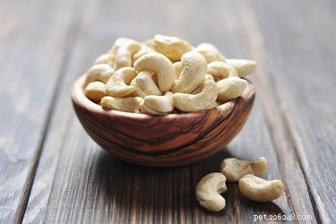 Are Cashews Safe for Dogs? A Nutrition and Feeding Guide