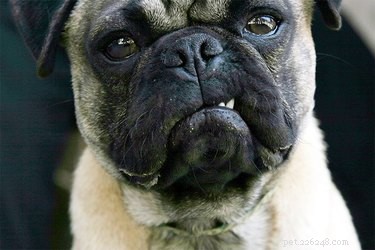 Why Your Dog Growls While Being Pet: Identifying Triggers & Solutions