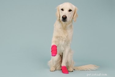 Prevent Paw Chewing in Dogs with Socks and Anti‑Itch Ointment
