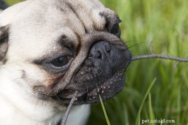 Stop Your Dog from Eating Twigs: Proven Tips for Safe Chewing