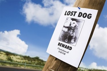 Proving Ownership of a Dog Without an ID: Practical Steps