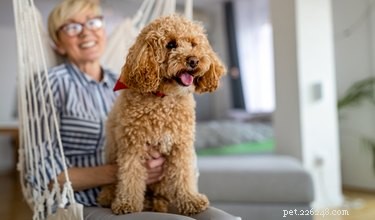 Proving Ownership of a Dog Without an ID: Practical Steps