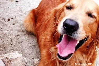 Understanding Why Dogs Howl: Insights Into Their Communication