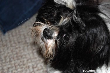 Safe and Effective Deworming Guide for Dogs