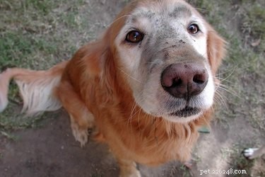 Exploring Why Dogs Sit on Cats: Insights and Explanations
