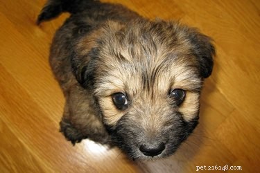 When Do Puppies Stop Growing? Expert Guide to Size Milestones