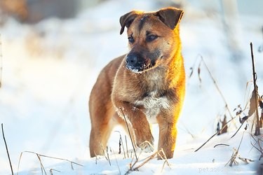 Prevent Snow Clumps on Your Dog’s Paws: Easy Winter Care Tips