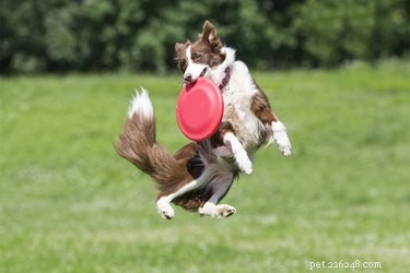 Top Athletic Dog Breeds by Sport: From Dock Diving to Hurdle Jumping