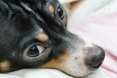 How to Stop Your Dog from Pooping on Your Clothes