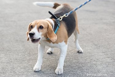 Quiet Your Dog on Walks: Proven Training Tips to Stop Excessive Barking