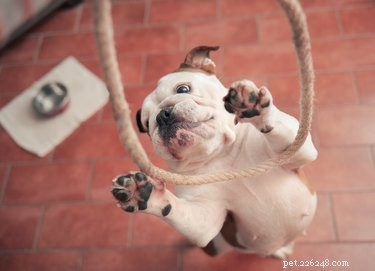 How to Stop Your Dog from Jumping on Glass Doors