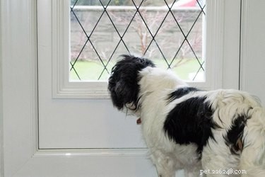 How to Stop Your Dog from Jumping on Glass Doors