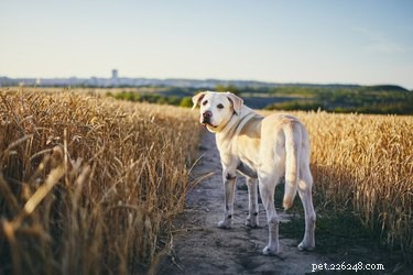 Can Dogs Get Sick from Eating Livestock Manure? What to Watch For