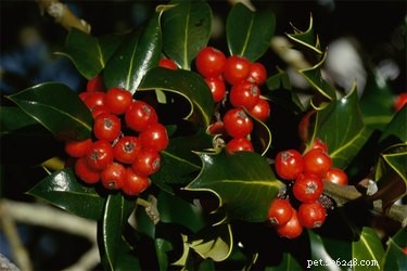 Is Holly Toxic to Dogs? Key Symptoms, Risks & Prevention Tips