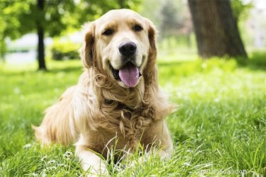 Understanding Canine Osteosarcoma: Causes, Symptoms, and Diagnosis