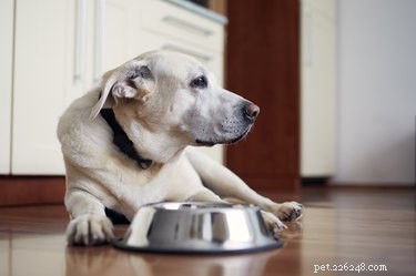 Why Does Your Dog Keep Turning Over His Food Bowl? Common Causes Explained