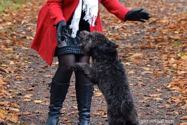 Understanding Aggressive Humping: Causes, Signs, and How to Stop It