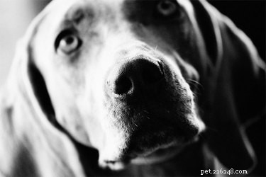 Understanding Sagging Skin in Dogs: Causes, Breeds, and Treatments