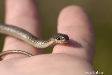 Are Garter Snakes a Threat to Your Dog? What You Need to Know