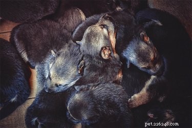 Does Litter Size Affect Individual Puppy Size? The Facts