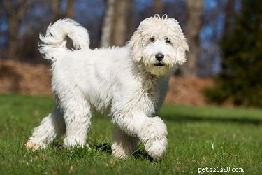 Top Medium‑Sized Dogs That Shed Very Little