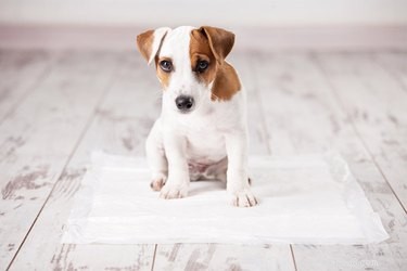 Mastering Puppy Pad Use for Partially Housebroken Dogs