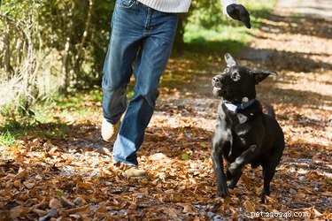 Effective Training Techniques for Energetic Dogs