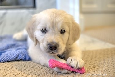 Why Puppies Drool During Teething: What Owners Need to Know