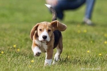 How to Stop Your Energetic Puppy From Running Away: Safe Training Tips