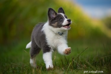 How to Stop Your Energetic Puppy From Running Away: Safe Training Tips