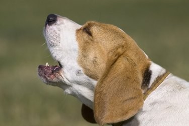 How to Train Your Dog to Bark on Command: A Clear, Step‑by‑Step Guide